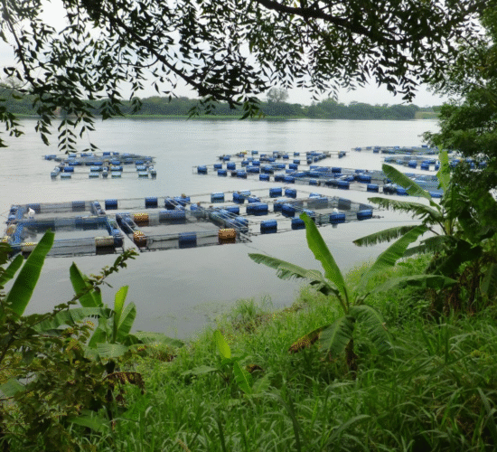 fish cages Siaya County